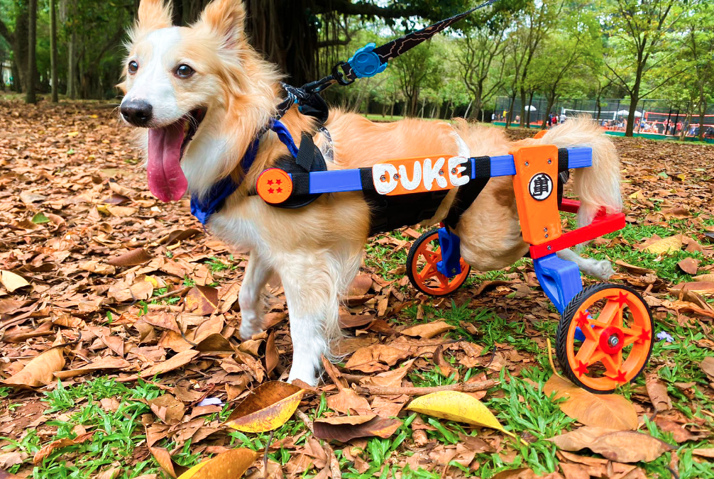 A Importância da Manutenção Regular das Cadeiras de Rodas para Pets