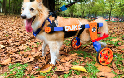 A Importância da Manutenção Regular das Cadeiras de Rodas para Pets