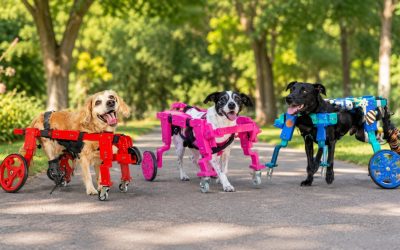 Como escolher um andador para cachorro com necessidades especiais