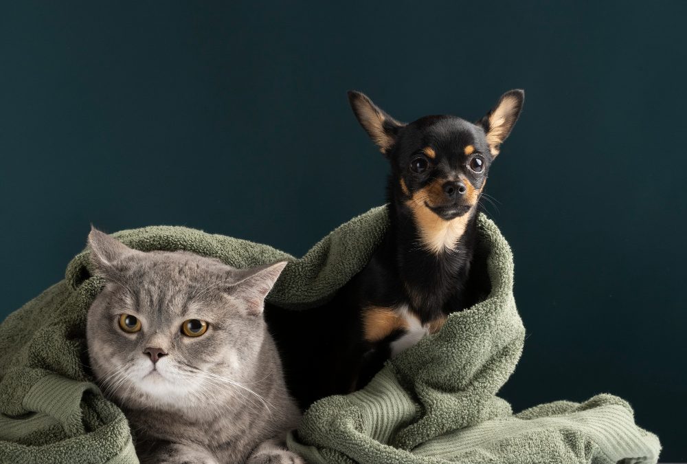 bem-estar de pets especiais