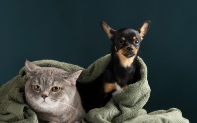 Bem-estar de pets especiais: exercícios e ambiente ideal