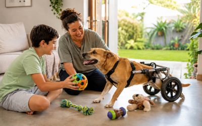 Brincadeiras para cães especiais: 6 ideias para estimular seu pet